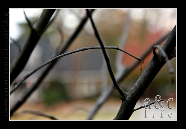 jessetree1-031 jessetree1-031